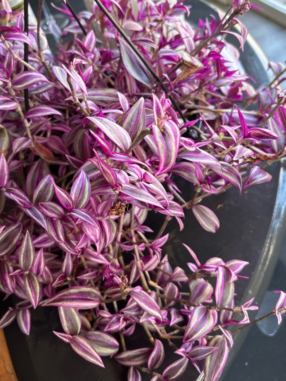 Vibrant Purple Tradescantia Houseplant Cuttings